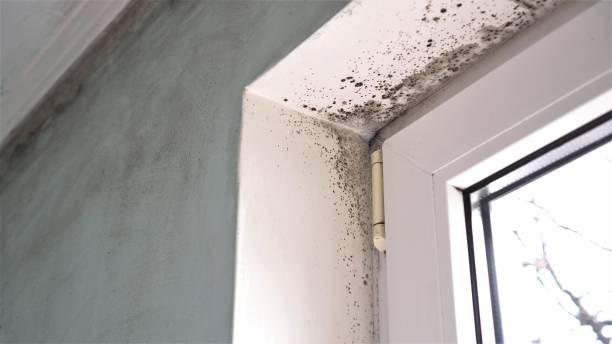 Attic Mold Removal in Woodway, TX