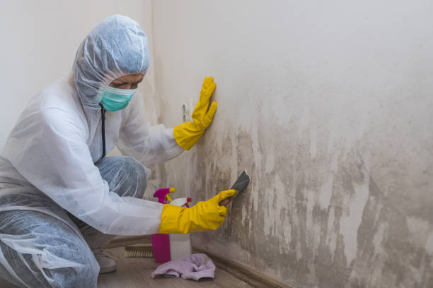 Best Residential Mold Removal  in Woodway, TX