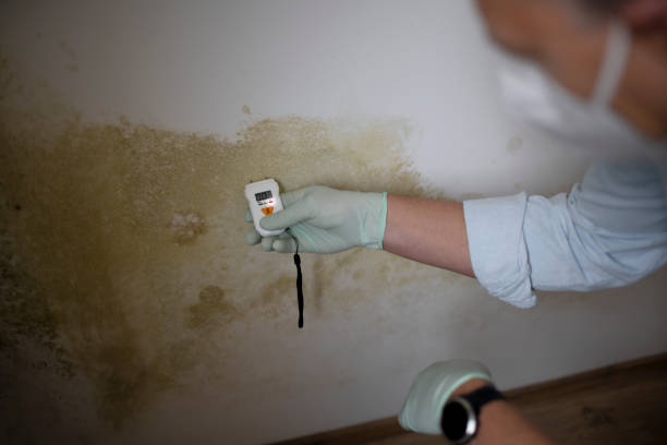 Best Crawl Space Mold Removal  in Woodway, TX