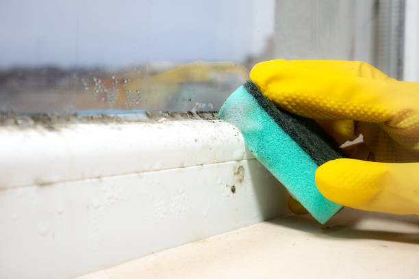 Best Commercial Mold Removal  in Woodway, TX