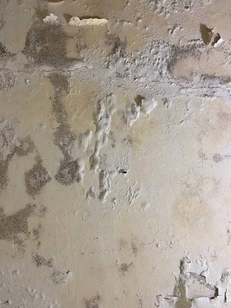 Best Black Mold Removal  in Woodway, TX