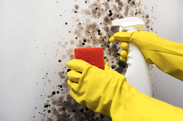 Best Local Mold Removal Service  in Woodway, TX