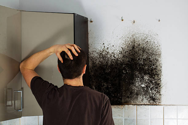 Best Toxic Mold Removal  in Woodway, TX