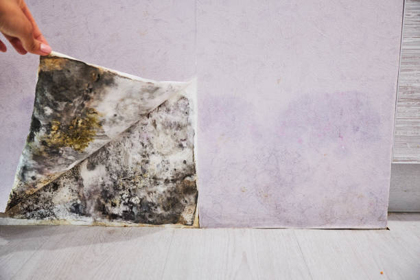 Best Mold Testing  in Woodway, TX